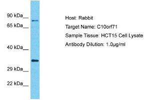 Host: Rabbit Target Name: C10orf71 Sample Type: HCT15 Whole cell lysates Antibody Dilution: 1. (C10ORF71 抗体  (C-Term))
