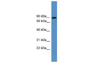 WB Suggested Anti-ZBED1 Antibody Titration:  0. (ZBED1 抗体  (C-Term))