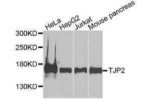 Western blot analysis of extracts of various cell lines, using TJP2 antibody. (TJP2 抗体  (AA 951-1190))