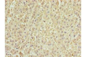 Immunohistochemistry of paraffin-embedded human adrenal gland tissue using ABIN7164085 at dilution of 1:100 (PRDM14 抗体  (AA 301-571))