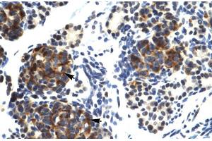 Human Pancreas; TRIM41 antibody - C-terminal region in Human Pancreas cells using Immunohistochemistry (TRIM41 抗体  (C-Term))