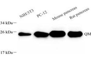 Western blot analysis of RPL10 (ABIN7075428),at dilution of 1: 4000,Lane 1: NIH-3T3 cell lysate,Lane 2: PC-12 cell lysate,Lane 3: Mouse pancreas tissue lysate,Lane 4: Rat pancreas tissue lysate (RPL10 抗体)