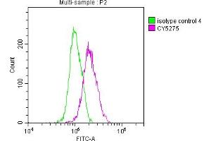 Overlay histogram showing A549 cells stained with ABIN7127859 (red line) at 1:50. (Recombinant NKX2-1 抗体)
