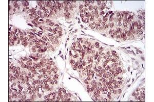 Immunohistochemistry (IHC) image for anti-Period Homolog 3 (PER3) (AA 723-954) antibody (ABIN5542367)