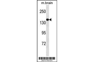 MED14 Antibody ABIN1539882 western blot analysis in mouse brain tissue lysates (35 μg/lane). (MED14 抗体)