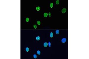 Immunofluorescence analysis of H9C2 cells using Lamin A/C antibody (ABIN7268177) at dilution of 1:200.