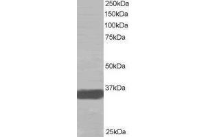 Western Blotting (WB) image for Mortality Factor 4 Like 2 (MORF4L2) peptide (ABIN370471)
