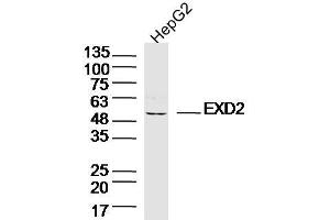 HepG2 lysates probed with EXD2 Polyclonal Antibody, Unconjugated  at 1:300 dilution and 4˚C overnight incubation. (EXD2 抗体  (AA 351-621))