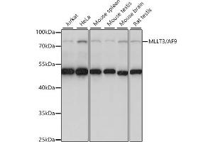 Western blot analysis of extracts of various cell lines, using MLLT3/ antibody (ABIN7269603) at 1:1000 dilution. (AF9 抗体  (AA 1-150))