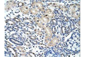Image no. 1 for anti-Eukaryotic Translation Initiation Factor 4H (EIF4H) (AA 149-198) antibody (ABIN203036) (EIF4H 抗体  (AA 149-198))