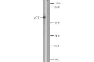 Western blot analysis of extracts from COS7 cells Left: Using P53 (Ab-20) antibody (E022030). (p53 抗体)