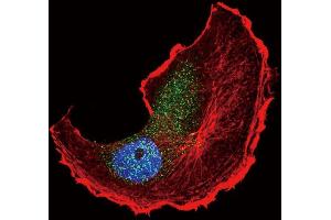 Confocal immunofluorescent analysis of Phospho-TSC2- Antibody (ABIN389863 and ABIN2839723) with MCF-7 cell followed by Alexa Fluor 488-conjugated goat anti-rabbit lgG (green). (Tuberin 抗体  (pSer1798))