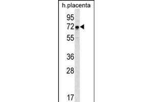 GNE Antibody (N-term) (ABIN656219 and ABIN2845536) western blot analysis in human placenta tissue lysates (35 μg/lane). (GNE 抗体  (N-Term))