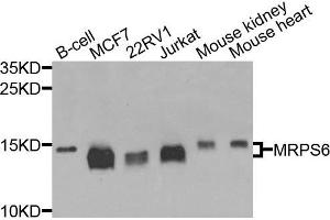 Western blot analysis of extracts of various cells, using MRPS6 antibody. (MRPS6 抗体)