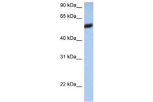WB Suggested Anti-HLA-F Antibody Titration:  0. (HLA-F 抗体  (N-Term))