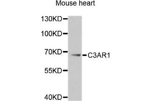 Western blot analysis of extracts of Mouse heart cells, using C3AR1 antibody.