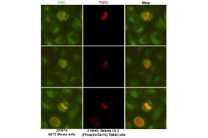 Immunofluorescent analysis of Hela cells fixed fixed by anhydrous methanol at -20 °C and using SirT2 (dilution 1:50) mouse mAb (green) and Histone H3. (SIRT2 抗体)