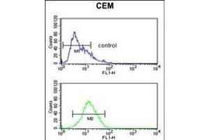 MLF1 Antibody (C-term) (ABIN652233 and ABIN2840968) flow cytometric analysis of CEM cells (bottom histogram) compared to a negative control cell (top histogram). (MLF1 抗体  (C-Term))