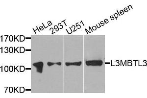 Western blot analysis of extracts of various cells, using L3MBTL3 antibody. (L3MBTL3 抗体)