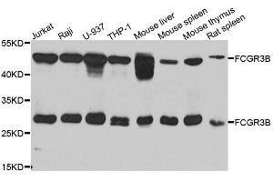 Western blot analysis of extracts of various cell lines, using FCGR3B antibody. (FCGR3B 抗体  (AA 1-233))