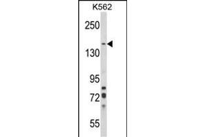 Western blot analysis of SORCS1 Antibody (N-term) (ABIN652682 and ABIN2842454) in K562 cell line lysates (35 μg/lane). (SORCS1 抗体  (N-Term))