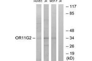 Western Blotting (WB) image for anti-Olfactory Receptor, Family 11, Subfamily G, Member 2 (OR11G2) (AA 241-290) antibody (ABIN2890918) (OR11G2 抗体  (AA 241-290))