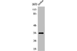 Western Blot analysis of COLO205 cells using Olfactory receptor 8D1 Polyclonal Antibody (OR8D1 抗体  (C-Term))