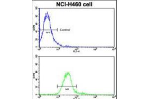 Flow cytometric analysis of NCI-H460 cells using ROR1 Antibody (bottom histogram) compared to a negative control cell (top histogram). (ROR1 抗体  (N-Term))