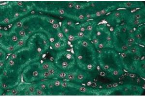 Immunofluorescence staining of rabbit kidney. (NEK2 抗体  (AA 244-444))