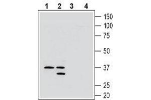 Western blot analysis of rat brain membranes (lanes 1 and 3) and mouse brain membranes (lanes 2 and 4): - 1, 2. (GPR171 抗体  (Extracellular))