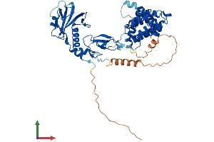 AlphaFold protein structure predicition of Human Recombinant CHN2 Protein, UniprotID P52757