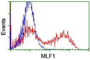 Image no. 10 for anti-Myeloid Leukemia Factor 1 (MLF1) antibody (ABIN1499493) (MLF1 抗体)