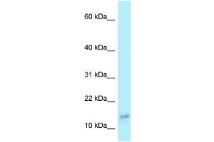 WB Suggested Anti-COX6A1 Antibody Titration: 1. (COX6A1 抗体  (N-Term))