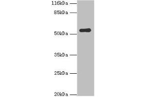 Western blot All lanes: SIL1 antibody at 2 μg/mL + Mouse kidney tissue Secondary Goat polyclonal to rabbit IgG at 1/10000 dilution Predicted band size: 52 kDa Observed band size: 52 kDa (SIL1 抗体  (AA 32-174))
