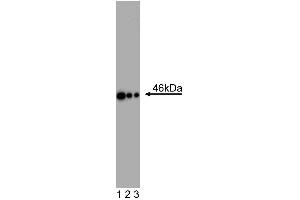Western Blot analysis of Oct3/4 in human and mouse ES cell lines. (OCT4 抗体  (AA 252-372))