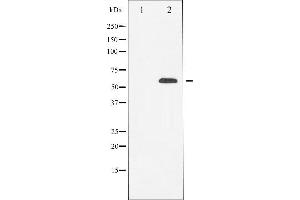 Western blot analysis of RUNX2 expression in HeLa cells,The lane on the left is treated with the antigen-specific peptide. (RUNX2 抗体  (Internal Region))