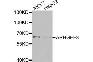 Western blot analysis of extracts of various cell lines, using ARHGEF3 antibody. (ARHGEF3 抗体)