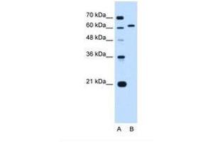 Image no. 1 for anti-Lamin B2 (LMNB2) (AA 21-70) antibody (ABIN6738243) (Lamin B2 抗体  (AA 21-70))