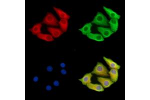 ABIN7095739 and ABIN7099801 staining Hela cells by IF/ICC. (MGAT5 抗体)