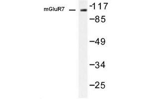 Image no. 1 for anti-Glutamate Receptor, Metabotropic 7 (GRM7) antibody (ABIN265440) (GRM7 抗体)