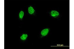 Immunofluorescence (IF) image for anti-Mitogen-Activated Protein Kinase 6 (MAPK6) (AA 612-721) antibody (ABIN562409)