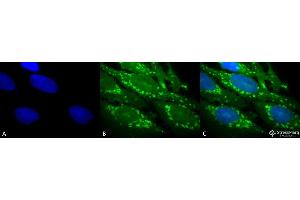 Immunocytochemistry/Immunofluorescence analysis using Rabbit Anti-Hsp60 Polyclonal Antibody . (HSPD1 抗体  (Atto 488))