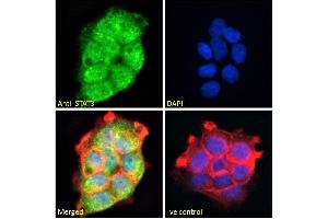 Immunofluorescence (IF) image for anti-Signal Transducer and Activator of Transcription 3 (Acute-Phase Response Factor) (STAT3) (C-Term) antibody (ABIN184593)