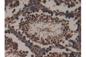 Detection of XRCC6 in Mouse Testis Tissue using Polyclonal Antibody to X-Ray Repair Cross Complementing 6 (XRCC6)