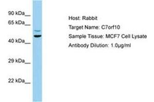 C7orf10 antibody  (AA 104-153)