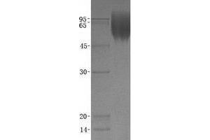 Validation with Western Blot (LAMP1 Protein (His tag))