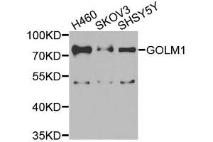 Western blot analysis of extracts of various cell lines, using GOLM1 antibody (ABIN5974385) at 1/1000 dilution. (GOLM1 抗体)