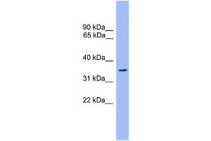 Western Blotting (WB) image for anti-Olfactory Receptor, Family 2, Subfamily C, Member 3 (OR2C3) (C-Term) antibody (ABIN2788176)