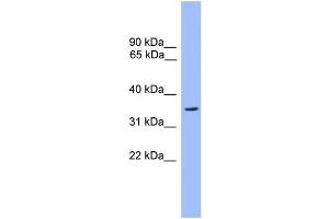 WB Suggested Anti-OR2C3 Antibody Titration: 1. (OR2C3 抗体  (C-Term))
