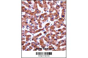 CIAO1 Antibody immunohistochemistry analysis in formalin fixed and paraffin embedded human liver tissue followed by peroxidase conjugation of the secondary antibody and DAB staining. (CIAO1 抗体  (AA 155-183))
